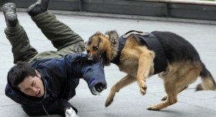 Собаки на работе — сильные, храбрые и эпичные (18 фото)