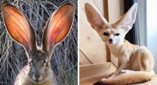 16 животных, которых природа наградила знатными ушами (17 фото)