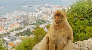 Единственная обезьяна Европы (6 фото + 1 видео)