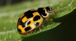 Правда ли, что жёлтые божьи коровки ядовиты, а красные – нет? (4 фото)