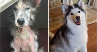 Спасибо, люди: фото собак до и после спасения, которые трогают душу (35 фото)