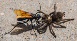 Оса-ястреб: Убийца тарантулов. Элегантный киллер с чрезвычайно болезненным укусом (10 фото)