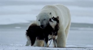 Место, где белые медведи и собаки живут вместе (6 фото)