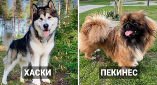 14 известных пород собак, которые оказались очень древними (15 фото)