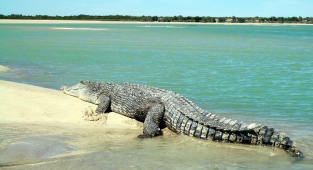 Гребнистый крокодил: Покорил океан и держит в страхе даже акул. Секрет успеха на вершине пищевой цепочки (9 фото)