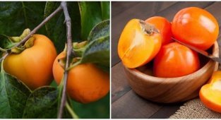 Интересные факты о хурме (10 фото)