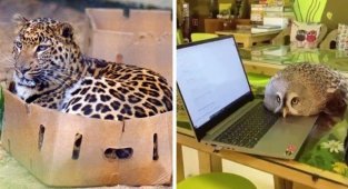 Дикие животные, которые ведут себя как домашние питомцы (16 фото)