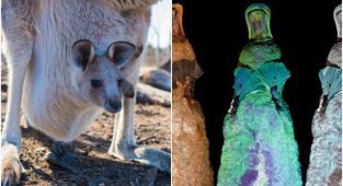 20+ любопытных фактов о братьях наших меньших (30 фото)