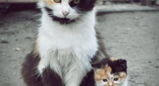 Красавцы коты и их очаровательные мини-копии (51 фото)