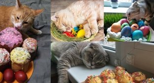 Коты и Пасха: 25 усатых, которые были рады куличам и крашеным яйцам (28 фото)