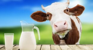 Milk: incompatible combinations (3 photos)