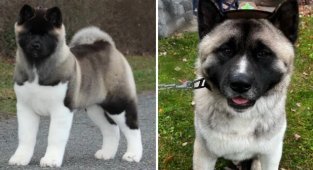 Modern dog breeds that few people have heard of (11 photos)