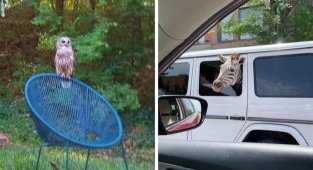 16 фотографій, коли люди несподівано зустрічали диких тварин (17 фото)