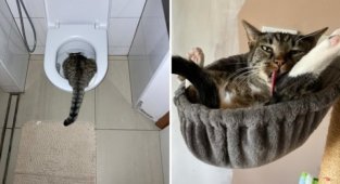 15 котиков, у которых случилось короткое замыкание (16 фото + 1 видео)