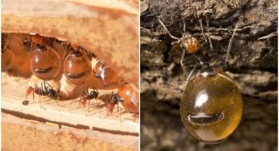 Медовые муравьи - труженики, производящие мёд (6 фото + 1 видео)