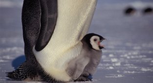 Скелет в шкафу милого животного. Зачем пингвины воруют детей друг у друга? (5 фото)