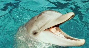 Как дельфины и киты получают пресную воду, обитая в соленых морях и океанах? (7 фото)