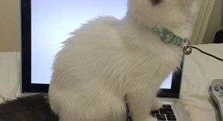 Коты, наглости у которых ещё стоит поучиться (25 фото)