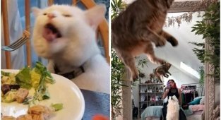 30 “unsuccessful” photos of cats that show their essence (31 photos)