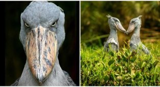 Королевская цапля: уникальный хищник (6 фото + 2 видео)