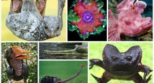 20 невероятно странных животных нашей планеты (22 фото)