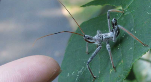 Колесный хищнец: Шестерёнка на спине и болючие укусы. Суровый страж огорода, который искореняет вредителей (8 фото + 1 гиф)