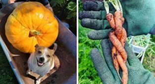 17 моментов, когда садовник получил удивительные урожай в своем огороде (18 фото)