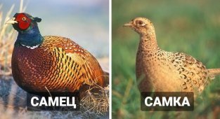 Самка или самец: половые различия у разных животных (13 фото)