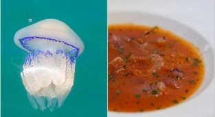 It tastes like the sea: why are Italian chefs trying to cook jellyfish (6 photos)