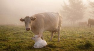 Как Бурёнки повлияли на наши гены? Зачем быкам в носу кольца? Почему коров нельзя не доить? (6 фото)