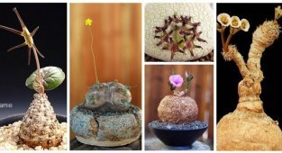 25 голых растений, прикрывающихся лишь цветами (30 фото)
