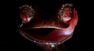 Satanic Gecko: No one can see him, but he watches everyone. He has become so good at hiding in the foliage that all you can see are his creepy eyes! (7 photos)