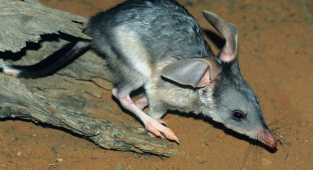 Кроличий бандикут: Как кролики из Европы загнобили плотоядных «кроликов» из Австралии (9 фото)