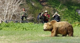 С какой скоростью бегает медведь. Догонит ли человека? А велосипедиста? (7 фото)