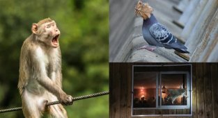 Смешные и милые: названы лучшие работы фотоконкурса диких животных (14 фото)