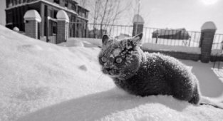 20 фото, доказывающих, что кошки не созданы для зимы (20 фото)
