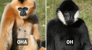 10 тварин, у яких самці і самки відрізняються настільки, що важко віриться в те, що вони одного виду (14 фото)