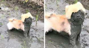 50 причин, почему не стоит разрешать своей собаке играть в грязи (50 фото + 1 гиф)