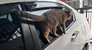 18 котов, которые плевать хотели на законы физики (18 фото)