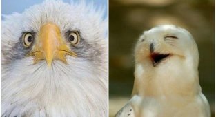 Орнитологи веселятся: 20 забавных названий птиц в переводе (21 фото)