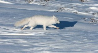 7 интересных фактов из жизни полярной лисицы (14 фото)