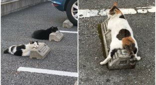 Кошки, спящие на парковочных барьерах - милота! (13 фото)