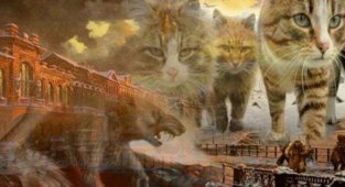 Как и почему в Петербурге любят котов: 5 основных «кошачьих» достопримечательностей (5 фото)