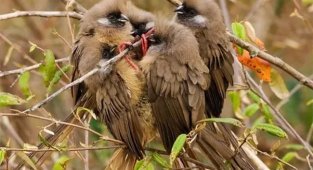 Птица- мышь: Выглядит как мышь, ведёт себя как мышь и доводит  до нервной трясучки фермеров, как мышь (7 фото)