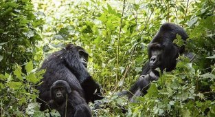 6 интересных фактов из жизни крупнейших обезьян (7 фото)