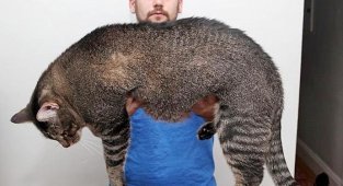 Самые большие коты в мире (22 фото)