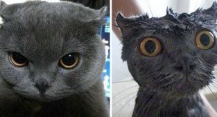 Помытые и оскорбленные: 8 котов, принявших ванну (8 фото)