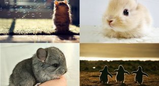 Очаровательные детёныши животных в фотографиях (27 фото)