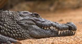 Чем крокодил отличается от аллигатора? (20 фото)