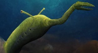 Вчені не можуть класифікувати таємничого монстра (4 фото)